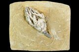 Fossil Crinoid (Cyanthocrinites) - Crawfordsville, Indiana #110591-1